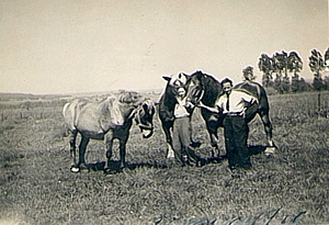 Kriegsgefangenschaft in Sedan: Ich bin auf Kommando bei einem Bauer in Brevilly bei Sedan. ber seine 12 Pferde haben wir uns bald gut verstanden.